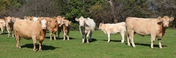 Grupo Gado Charolais Campo — Fotografia de Stock