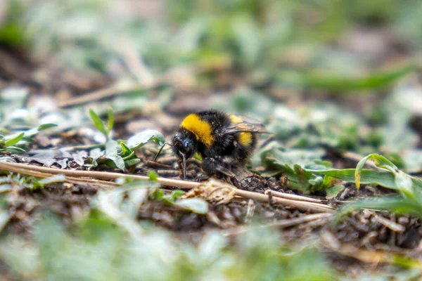 Selektiv Fokusering Skott Humla Den Gröna Gran — Stockfoto