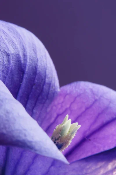 Makro Snímek Sjezdovek Jemného Fialového Květu Pro Zázemí Textury — Stock fotografie