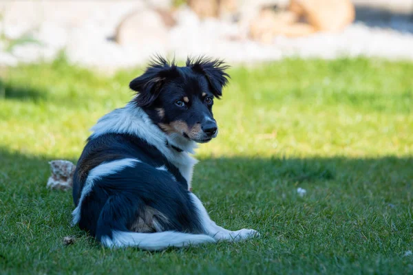Een Closeup Shot Van Een Schattige Hond Liggend Het Gras — Stockfoto
