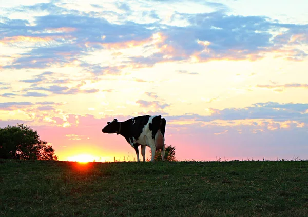 A Holstein cow on the farm at sunrise
