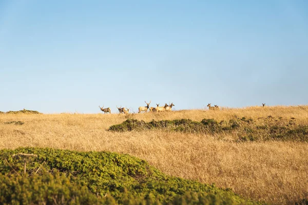 カリフォルニア州ポイント レイエス国立公園にある美しいチュールの丘 — ストック写真