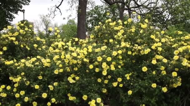 Красиві Квіти Ростуть Саду Навесні Сонячний День — стокове відео