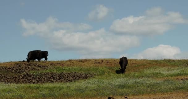一群奶牛在草地上吃草 — 图库视频影像