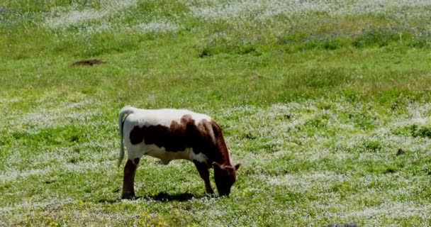 Pâturage Des Vaches Dans Prairie — Video