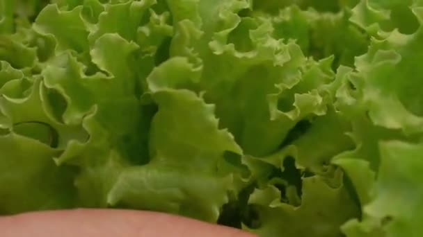 Frischer Grüner Salat Aus Nächster Nähe — Stockvideo