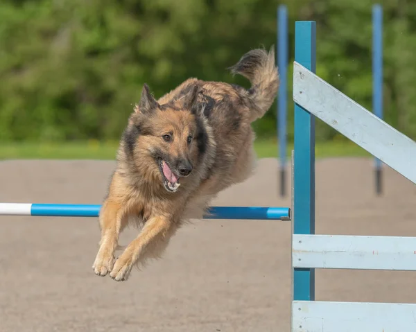 Cane Pastore Belga Tervuren Salta Oltre Ostacolo Agilità Nella Competizione — Foto Stock