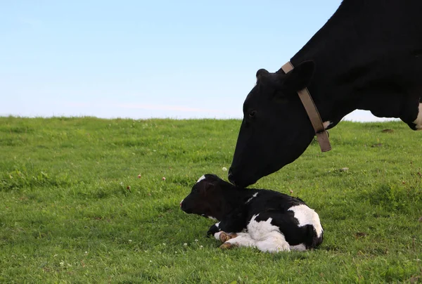 Tiro Perto Uma Vaca Holstein Mãe Cuidando Seu Bezerro Recém — Fotografia de Stock