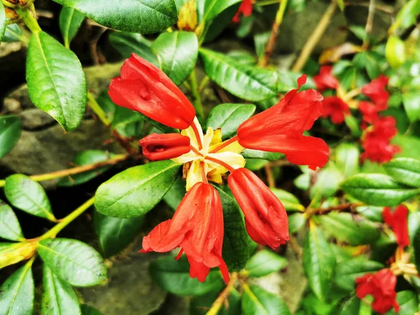 Gros Plan Bourgeon Rhododendron — Photo