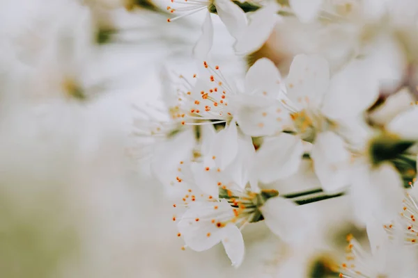 Μια Επιλεκτική Φωτογραφία Λευκά Άνθη Μήλου Ένα Δέντρο — Φωτογραφία Αρχείου