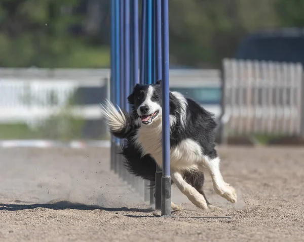 Border Collie Fait Slalom Sur Cours Agilité Pour Chien — Photo