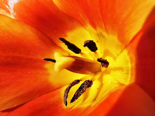 Ein Makroschuss Orangefarbener Tulpe — Stockfoto
