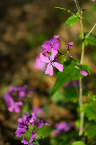 Vertical Shot Violet Pink Annual Honesty Flower Surrounded Bright Leaves — Stock fotografie