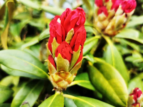 호도덴 꽃봉오리의 — 스톡 사진