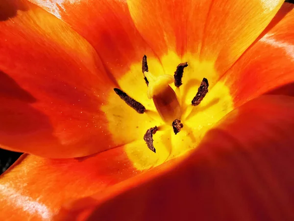 Uma Foto Macro Tulipa Laranja — Fotografia de Stock