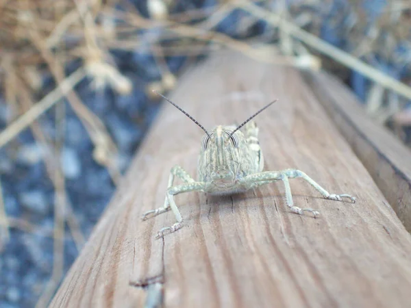 Closeup Grasshopper Wooden Surface Blurry Background — Stock Photo, Image