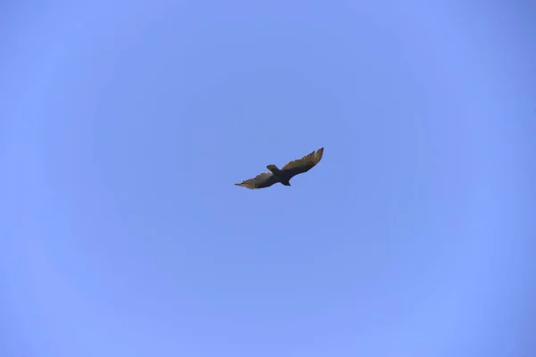 Ein Tiefflug Eines Vogels Sonnenlicht Und Blauem Himmel Großartig Für — Stockfoto