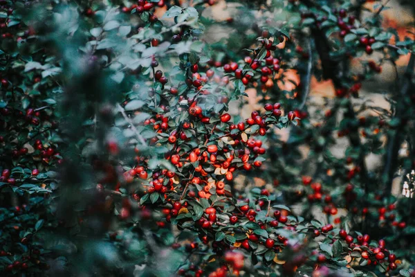 Eine Nahaufnahme Von Reifen Hartriegelbeeren Die Einem Sonnigen Tag Auf — Stockfoto