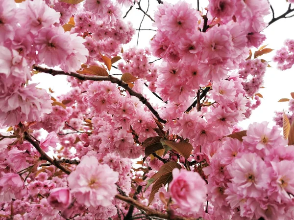 Primer Plano Hermosas Flores — Foto de Stock