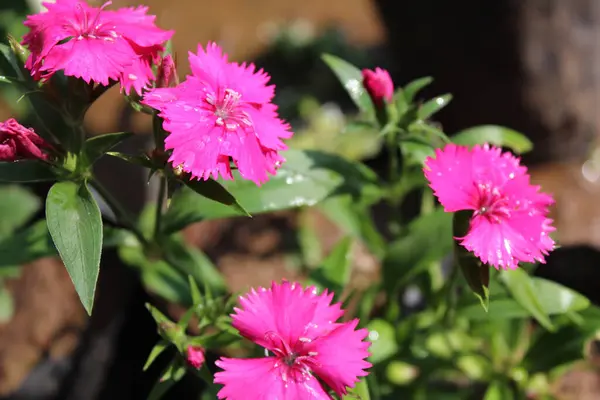 Селективный Фокус Розовых Цветов Диаманты Растущих Ботаническом Саду — стоковое фото