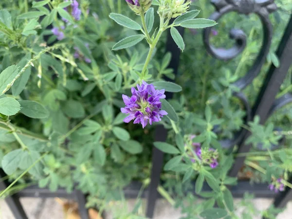 Closeup Small Purple Flowers Garden Green Leaves Next Metal Fence — Stock fotografie