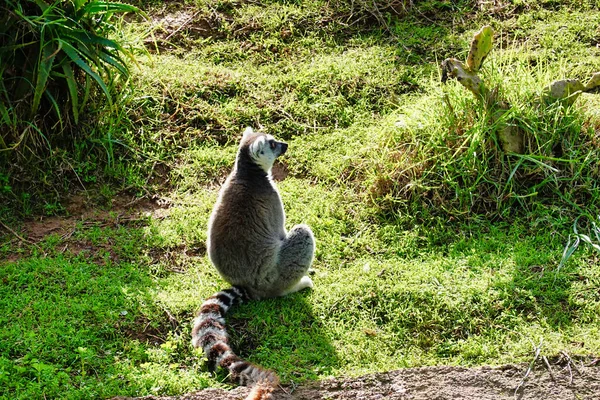 Puszysty Lemur Błąkający Się Parku — Zdjęcie stockowe