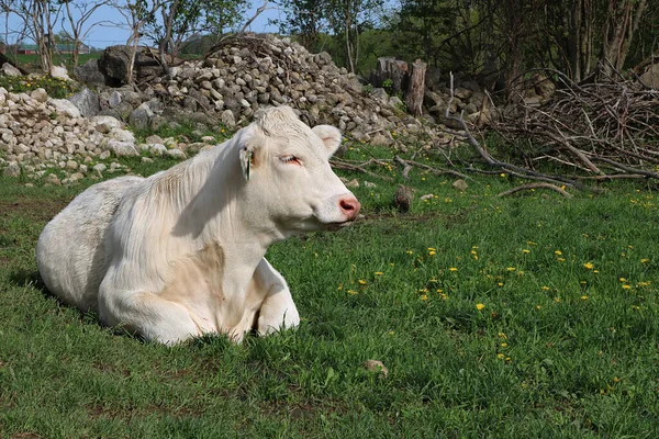 Uma Vaca Charolais Bonito Está Descansando Grama — Fotografia de Stock