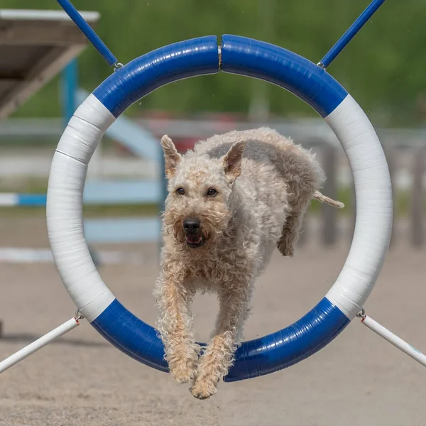 The Irish soft-coated wheaten terrier jumps through agility ring