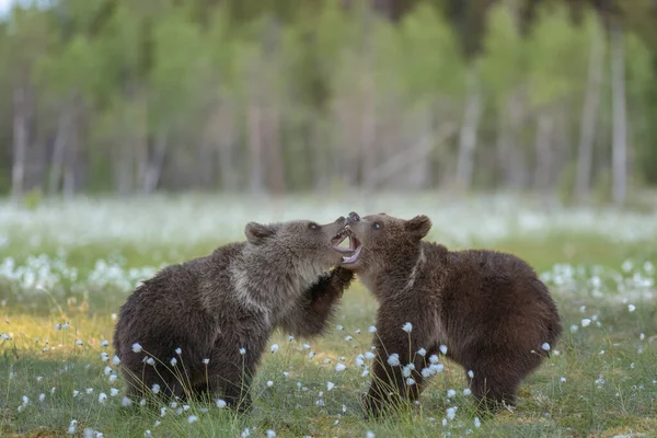 Dois Jovens Ursos Castanhos Brincando Meio Grama Algodão Pântano Finlandês — Fotografia de Stock