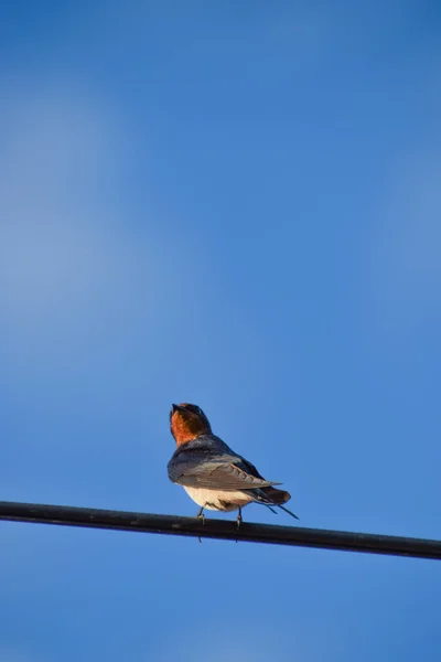 Tiro Vertical Robin Americano Empoleirado Fio Elétrico Contra Fundo Azul — Fotografia de Stock