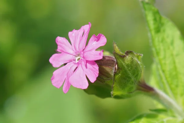 Enfoque Selectivo Flor Herbácea Rosa Floreciendo Jardín —  Fotos de Stock