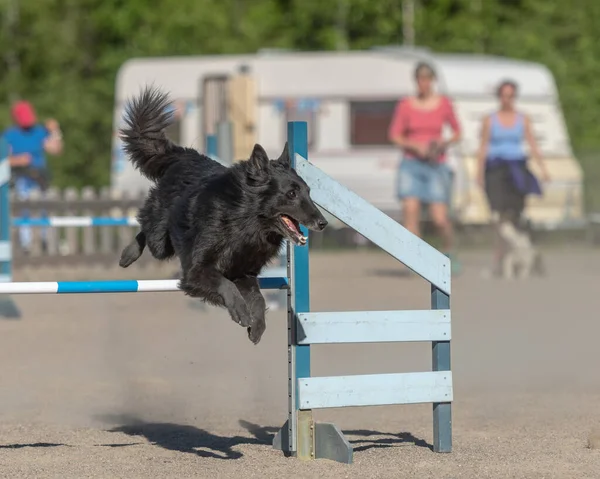 Chien Berger Belge Tervuren Saute Par Dessus Obstacle Agilité Dans — Photo