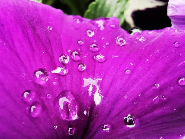 Closeup Shot Pansy Flowers — Stock Photo, Image