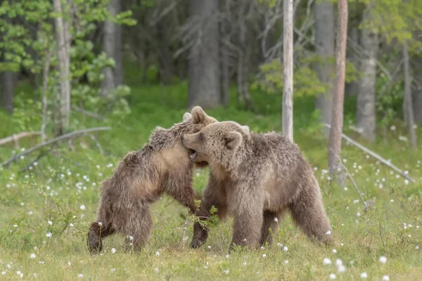 Два Молодых Бурых Медведя Ursus Arctos Играющих Посреди Травы Финском — стоковое фото