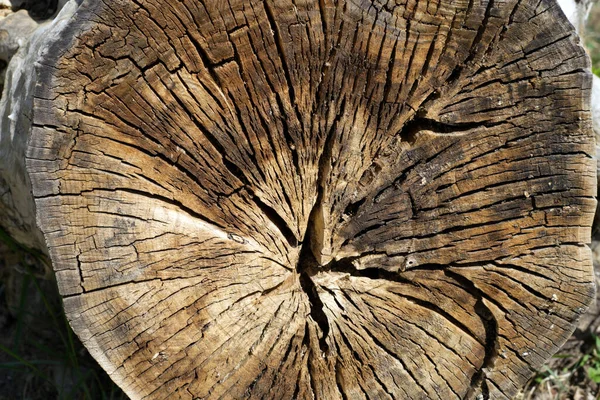 一张旧的 破碎的木制圆木的特写照片 — 图库照片