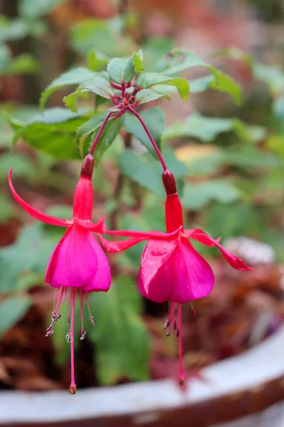 Vertikální Záběr Růžové Hybridní Fuchsia Květiny Rozmazaném Pozadí — Stock fotografie