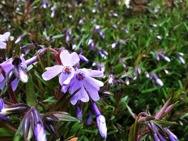 Primer Plano Flores Moss Phlox Púrpura Con Hojas Verdes — Foto de Stock