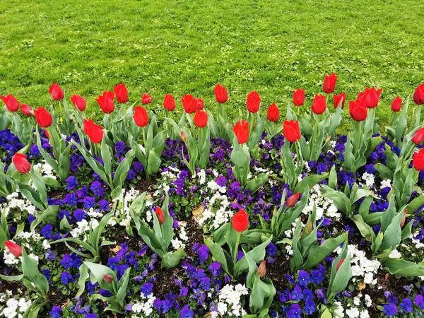 Uma Bela Foto Tulipas Vermelhas Jardim — Fotografia de Stock