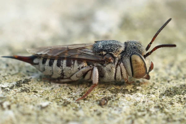 Närbild Coelioxys Acanthura Insekt Marken — Stockfoto