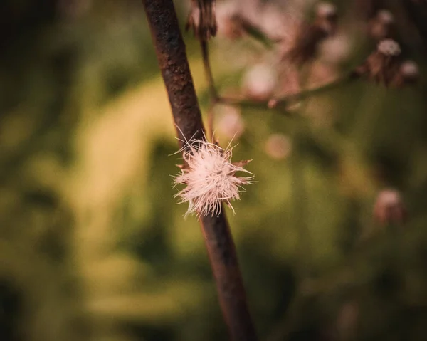 蒲公英的特写在阳光下田野里树枝上的蒲公英的特写 背景模糊不清 — 图库照片