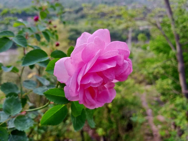 Eine Nahaufnahme Einer Rosafarbenen Gartenrose Mit Kleinen Blättern Sie Herum — Stockfoto