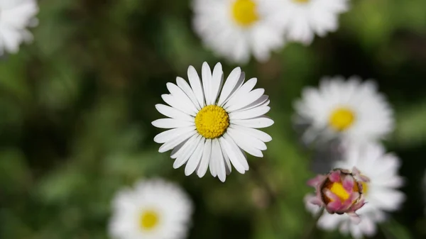 Tiro Seletivo Foco Das Flores Brancas Delicadas Margarida Que Crescem — Fotografia de Stock