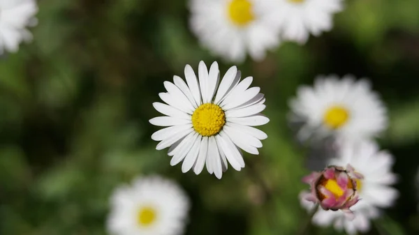 Selektiv Fokus Skott Vita Delikata Tusensköna Blommor Som Växer Fältet — Stockfoto