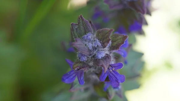 Selective Focus Shot Violet Creeping Tenacious Flowers Growing Garden — Stock fotografie