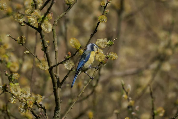 Selective Focus Shot Eurasian Blue Tit Bird Perched Tree Branch — Stock fotografie