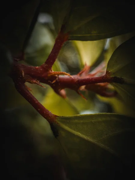 Vertical Shot Green Tree Leaves Sunlight Blurry Backgroun — Stok Foto