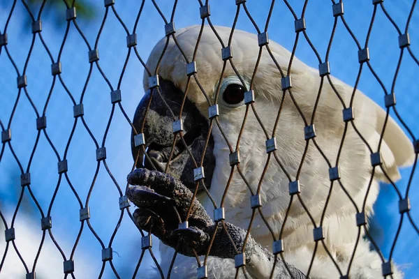 Tiro Close Papagaio Cacatua Atrás Uma Cerca Com Fio — Fotografia de Stock