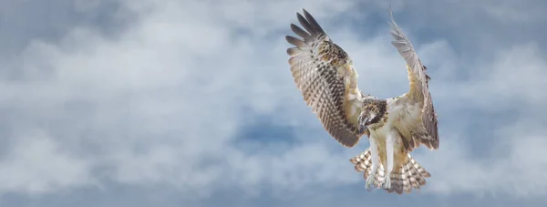Osprey Vliegende Overhead Zoek Naar Voedsel Met Kopieerruimte — Stockfoto