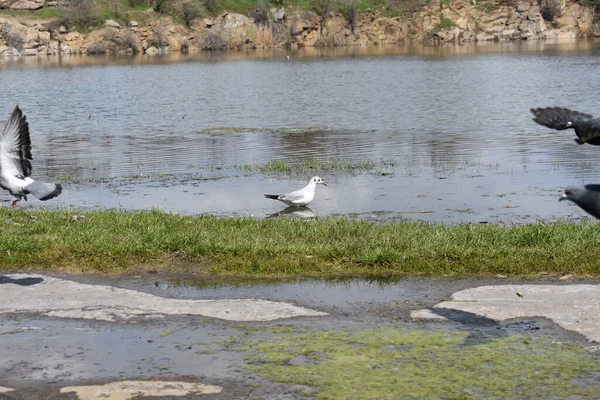 鲁西谢列梅特夫宫旁边枫丹卡河岸上美丽的海鸥 — 图库照片