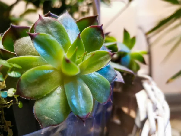 Close Uma Flor Echeveria Verde Fundo Borrado — Fotografia de Stock